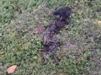 /album/la-bobila-de-viladecans/perro-muerto-2-jpg/